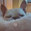 frenchiemom09